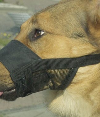 Beeztees comfort muilband verstelbaar XL 20-27 CM