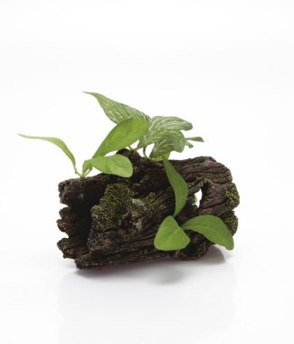 POLYRESIN BOOMSTRONK DIK+PLANTEN