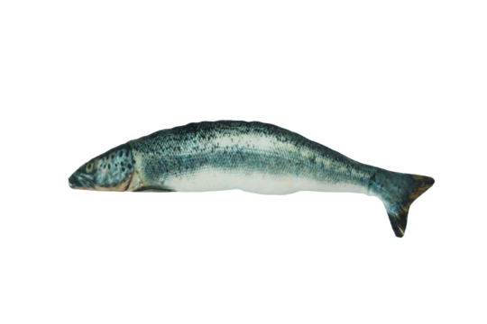 Totally Hooked kattenspeeltje Salmon S 20 cm